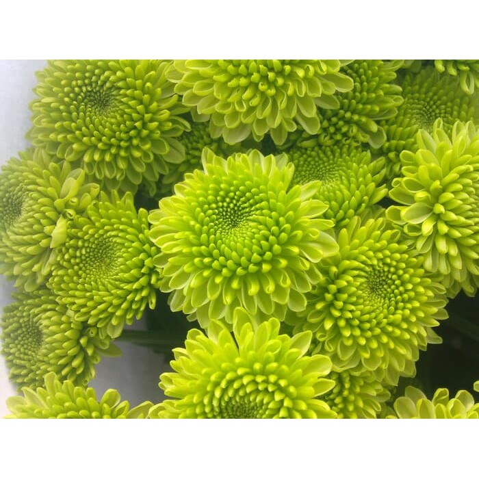 krisan aster hijau bonus Pot