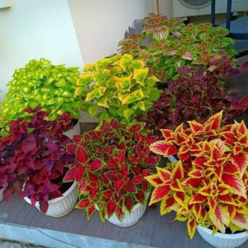 tanaman hias miana/coleus/iler/tricolor