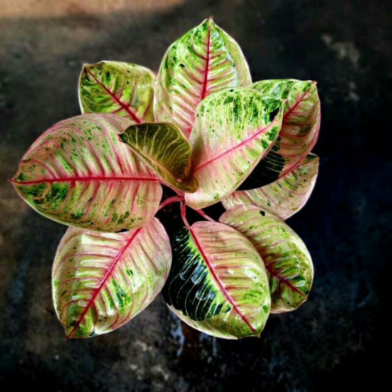 tanaman hias aglonema moonlight-Aglonema Moonlight Indukan PROMO-PROMO Aglonema Moonlight Indukan