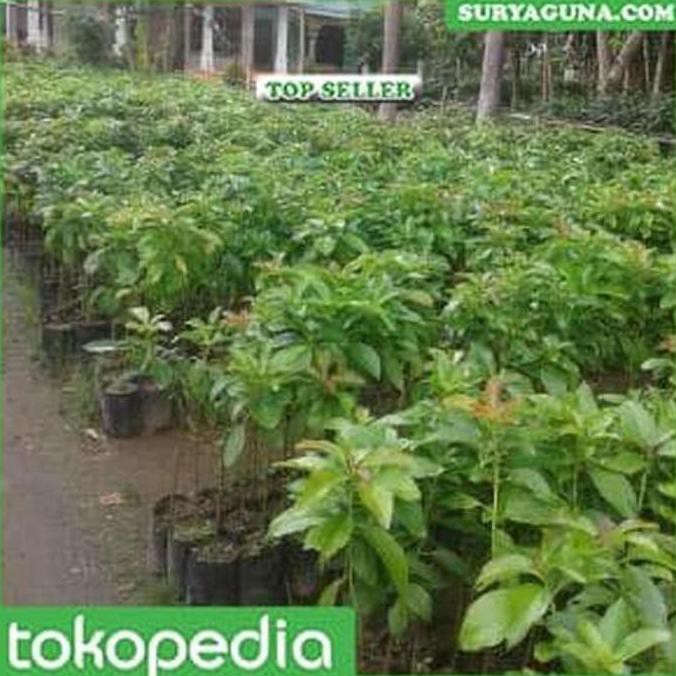 @# JUAL BIBIT ALPUKAT MENTEGA MIKI DEPOK KUALITAS SUPER RR PLING DICARI