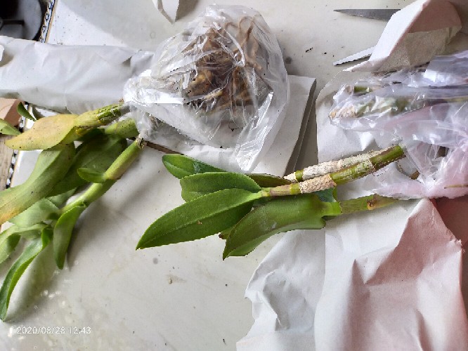 Anggrek Dendrobium Popaye