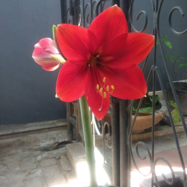 febita_cendana