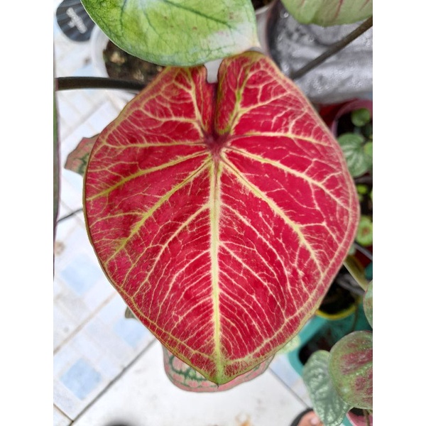 TANAMAN HIAS KELADI TEMBIKAI REMAJA