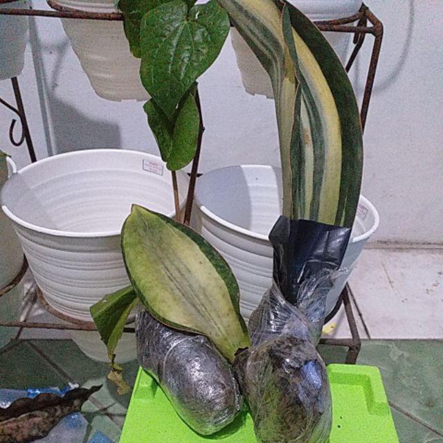 Tanaman Hias Sansivera Masoniana White Varigata Plus Pot Nursery