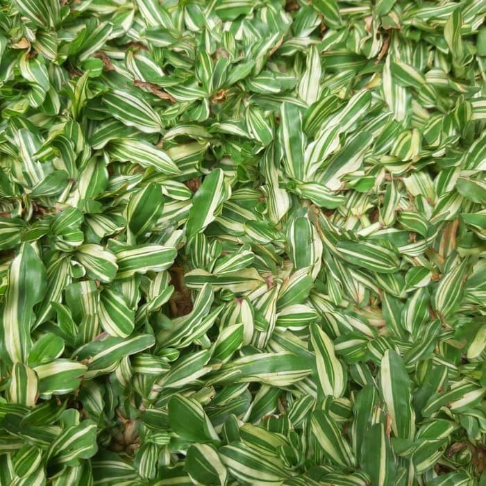 Jual Rumput Gajah Mini Varigata Rumput Gajah Mini Putih Produk Good Quality