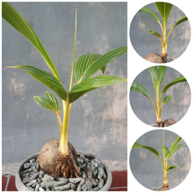Bonsai kelapa gading kuning