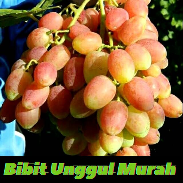 Bibit Anggur Import Angelica Grafting