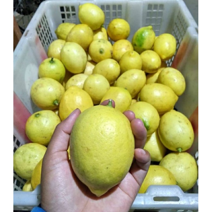 

jeruk lemon lokal california 1kg / SEGAR 1KG