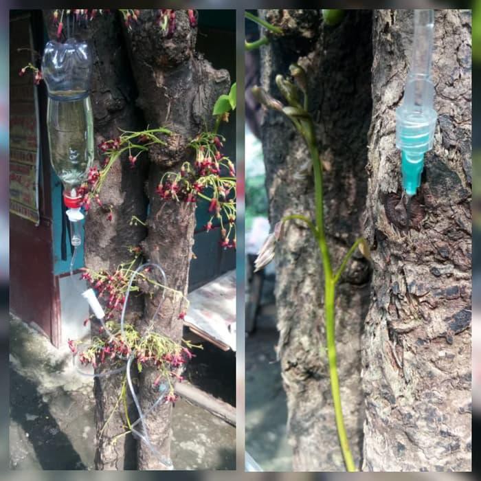 Terlaris Infus Tanaman, Infus Pohon, Irigasi Tetes New