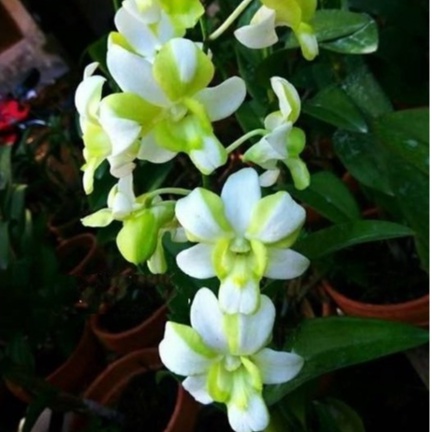 [ DEWASA ] DENDROBIUM LIBERTY WHITE : PESONA ANGGREK PUTIH BERGARIS HIJAU YANG MEMIKAT HATI