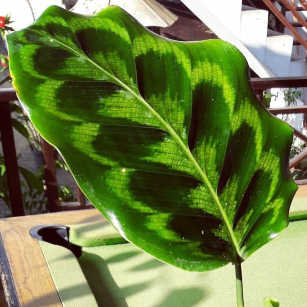 calathea merak peacock bibit tanaman hias daun