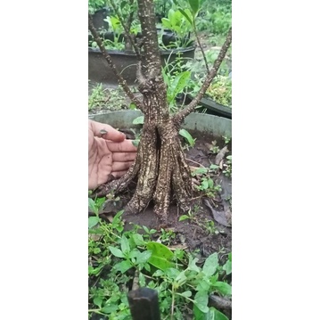 bahan bonsai KIMENG / F.microcarpa mame,prokar, siap di konsep