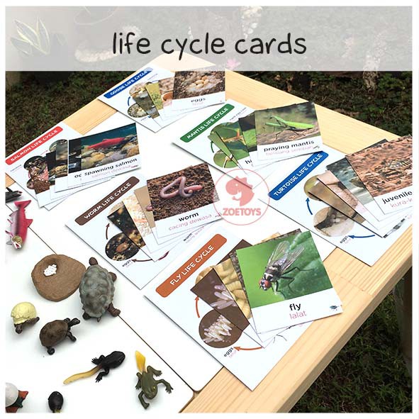 Zoetoys Life Cycle Cards | Flashcards Kartu Siklus Hidup Hewan of Animals Ant Bee Butterfly Chicken Frog Ladybug | mainan edukasi anak untuk sekolah mainan anak education