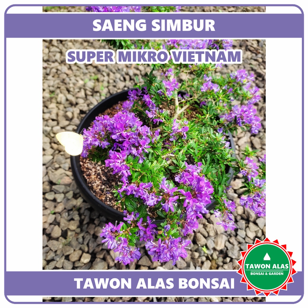 Tanaman Bonsai Saeng Simbur Super Mikro Bunga Ungu