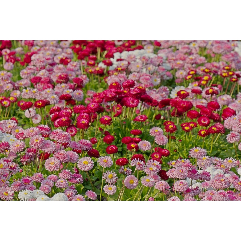 Benih Bibit Biji - Bunga English Daisy Mix Bellis perennis Pomponette Flower Seeds - IMPORT