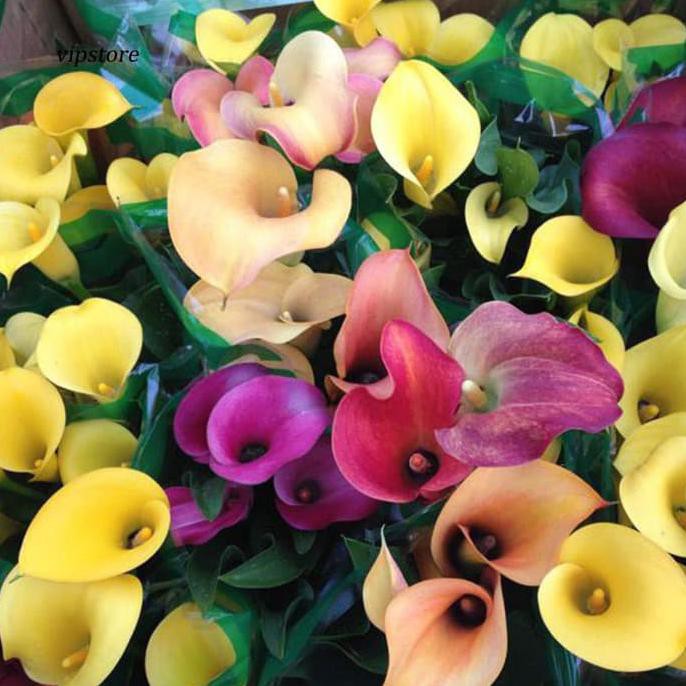 Promo 50Pcs Bibit Bunga Calla Lily Model Langka, Warna-Warni