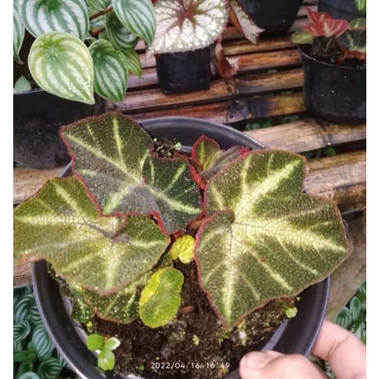 begonia karpet hijau