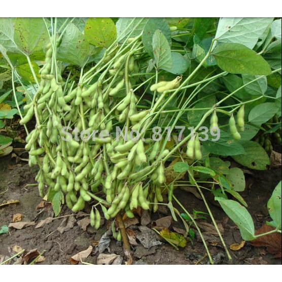 Gunting Rumput Tanah Media Tanam Pupuk Benih Bibit Kacang Kedelai Edamame Mix Garden Flash Shopee Indonesia