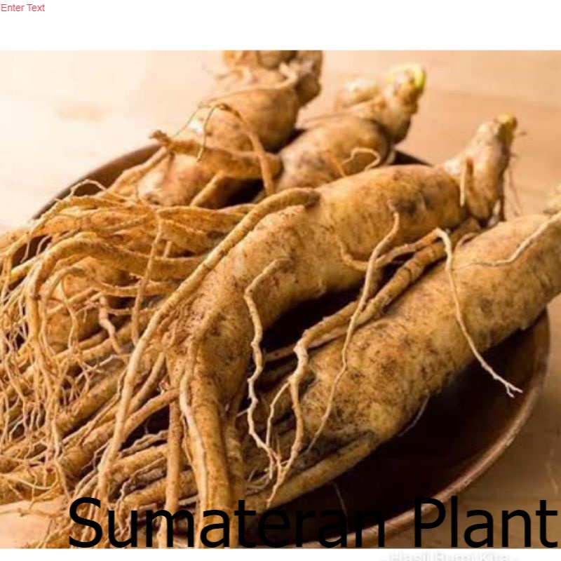 Tanaman Herbal Bibit Ginseng Merah Korea Panax Red Korea Ginseng Korea ; Jual Beli Tanaman Sumatera