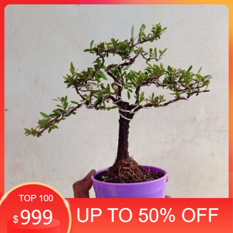 bonsai mame cendrawasih - bonsai cendrawasih