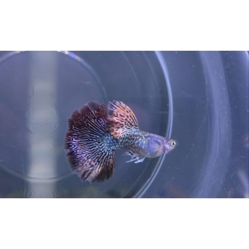 

IKAN GUPPY RED DRAGON HALFMOON