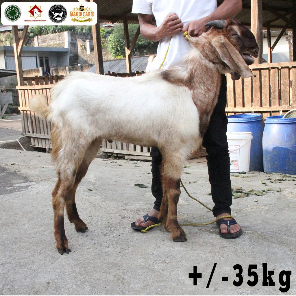 Kambing Dan Domba Qurban Shopee Indonesia