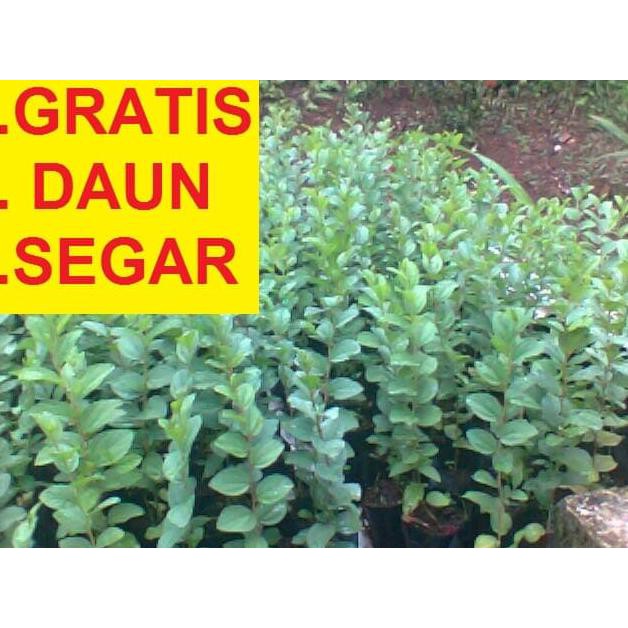Bibit Pohon Daun Bidara Arab Sidr