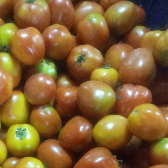

Tomat 500gr