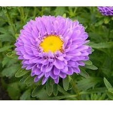 Trendϟ BIBIT BUNGA ASTER UNGU BENIH IMPORT