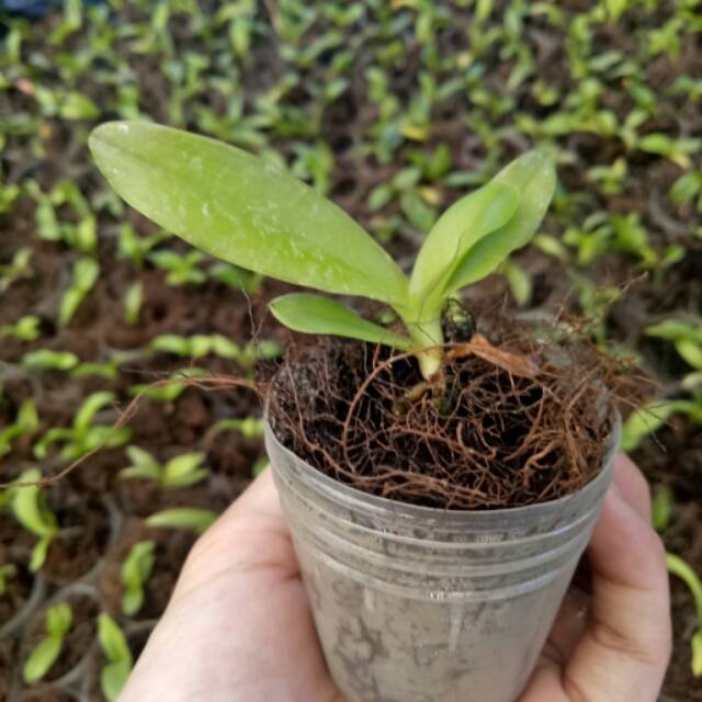Seedling anggrek cattleya