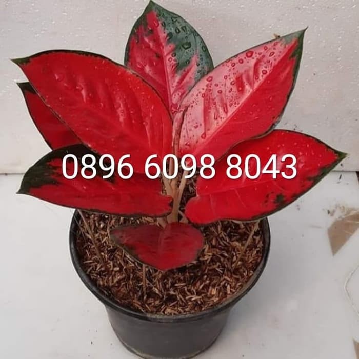 Aglonema SUKSOM JAIPONG | tanaman aglonema | aglo red