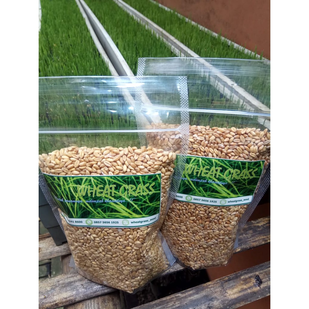 Benih Rumput Gandum  Wheatgrass Seed Import Australia 