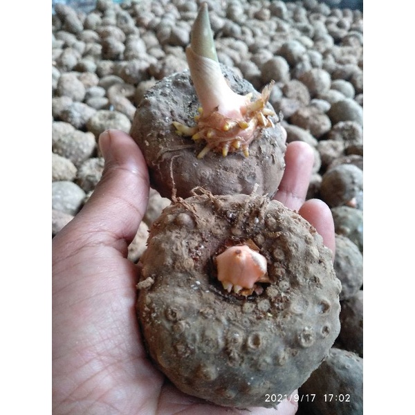 BIBIT UMBI PORANG TUNAS 1KG SIAP TANAM ISI 5-15 BUTIR | BIBIT PORANG KARANTINA