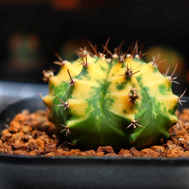 kaktus gymno hybrid variegata mantap calon indukan