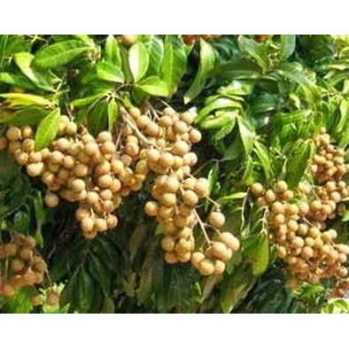 Gibgro Sachet - ZPT Tanaman - Perangsang Buah Tumbuhan