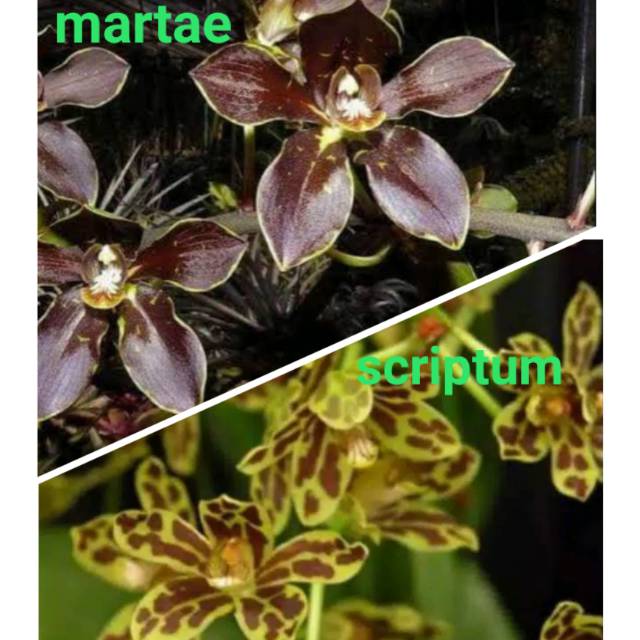 anggrek remaja up dewasa grammatophyllum grama gramma anggrek remaja up dewasa grammatophyllum grama gramma