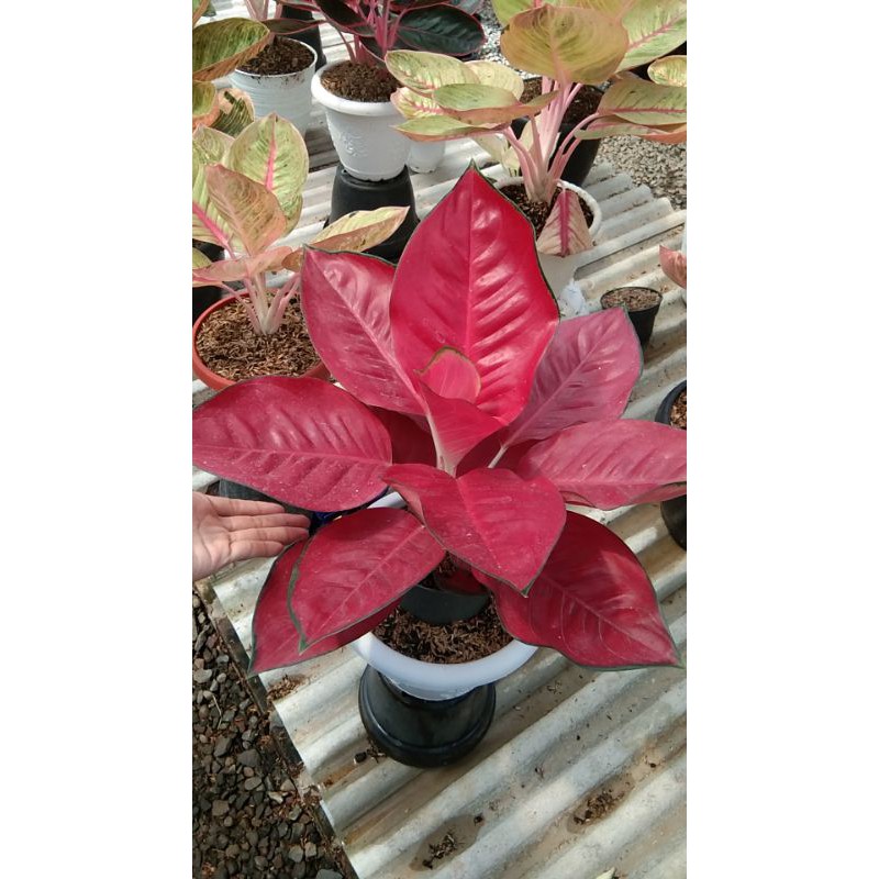 AGLONEMA SUKSOM JUMBO INDUKAN MURAH