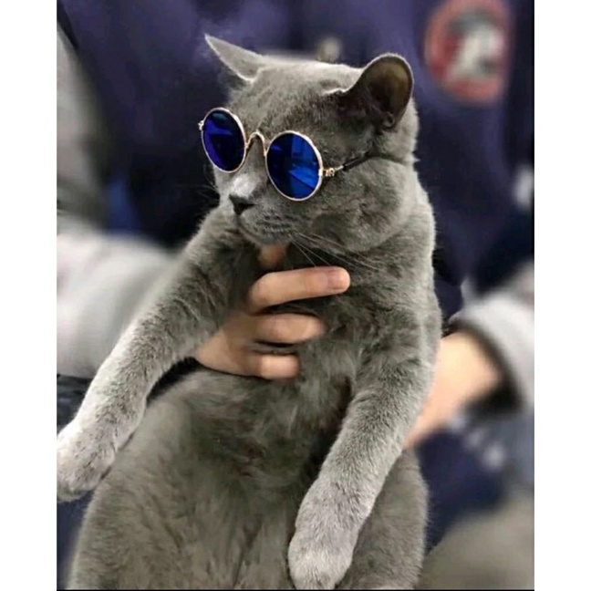 Kacamata Keren Untuk Aksesoris Properti Foto Anjing Dan Kucing Peliharaan lucu / Kaca Mata Kucing