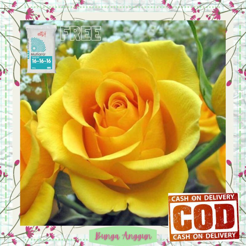 Tanaman Bibit Bunga Kembang Mawar kuning Hias Hidup Asli Dekorasi Hiasan Taman Bergaransi