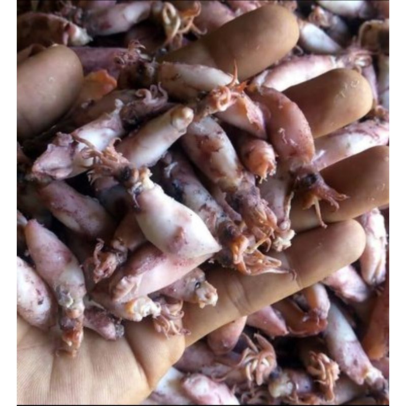 

cumi cumi segar feres 250gm