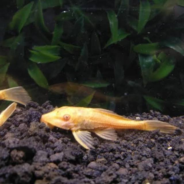 Jual Ikan Sapu Sapu Albino Pembersih Lumut Aquariumi | Shopee Indonesia