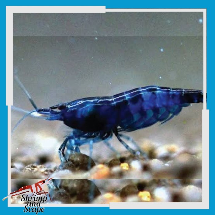 Blue Diamond Shrimp Udang Hias Neocaridina Aquascape Neo Caridina