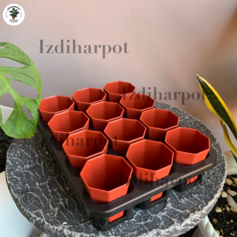 1 set Tray + POT BUNGA NKT PAGODA 5CM MERAH BATA | tray semai bibit