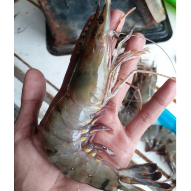 Jual Udang Fresh Udang Pancet Size Kg Shopee Indonesia