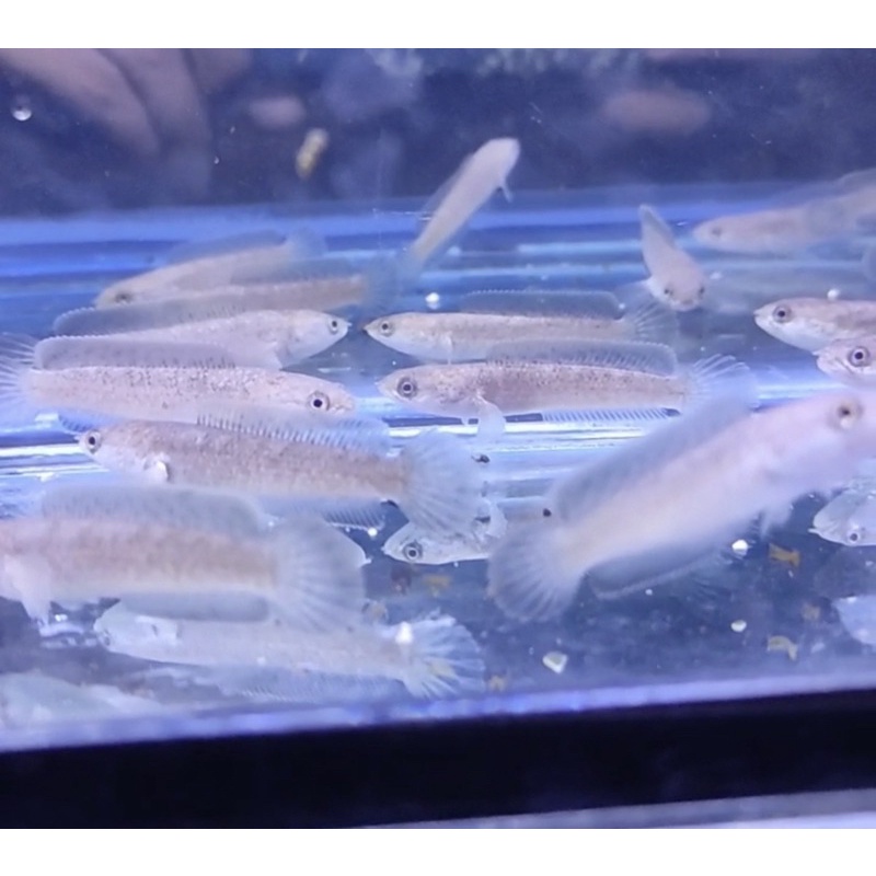 Channa Limbata CB 4-5cm Ecer / Borong