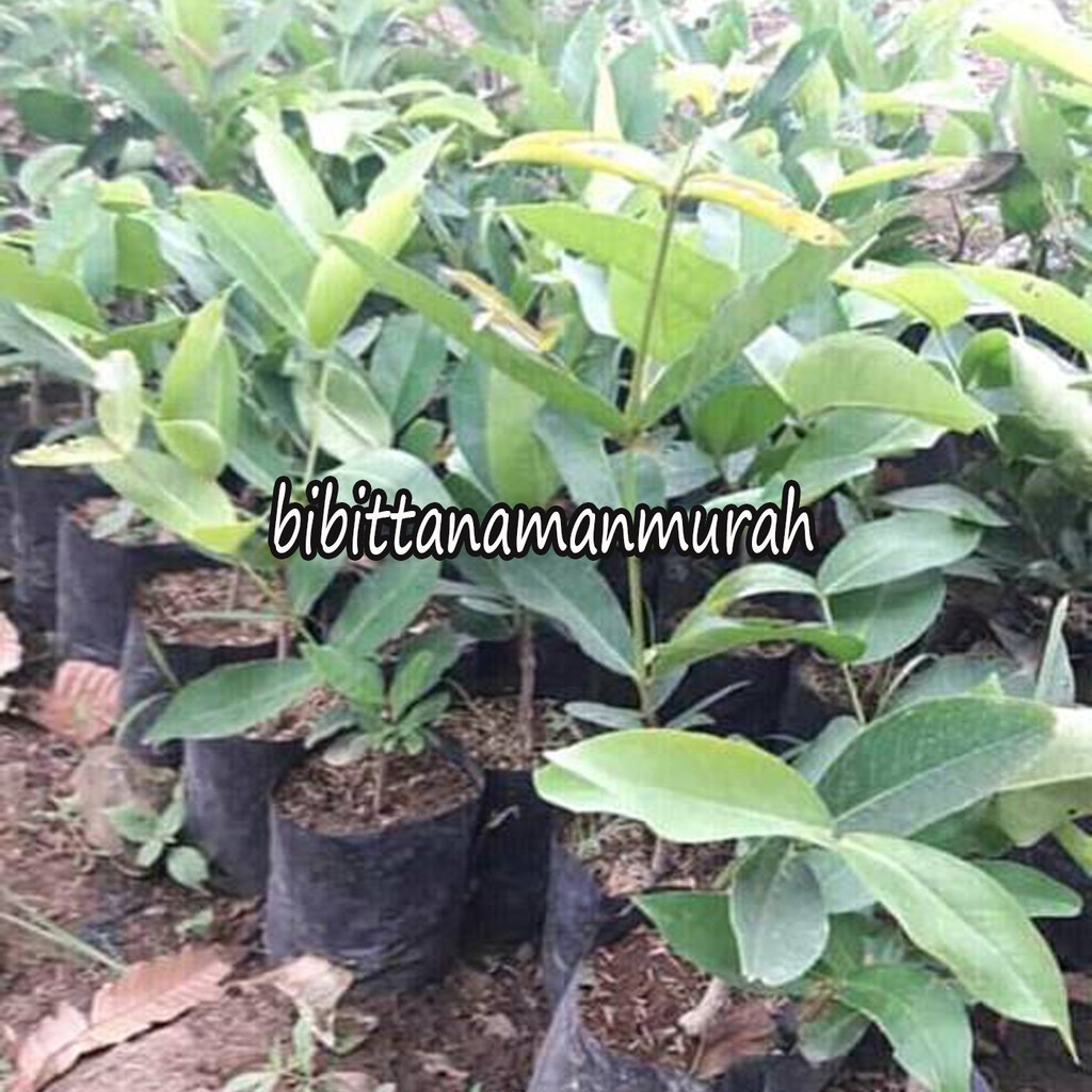 BIBIT JAMBU AIR SUPER GREEN (COCOK DI TANAM POT)