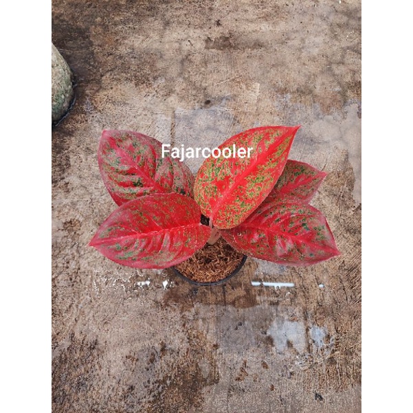 Aglonema Red Stardust Dewasa Remaja Daun 5 6 7