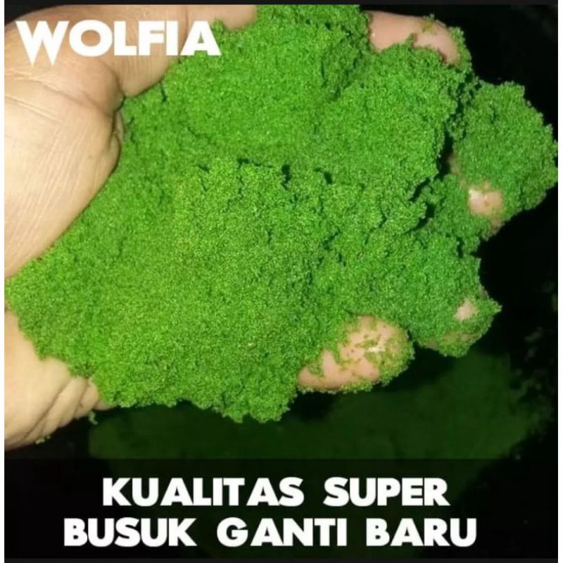 wolfia bibit pakan ikan dan ternak