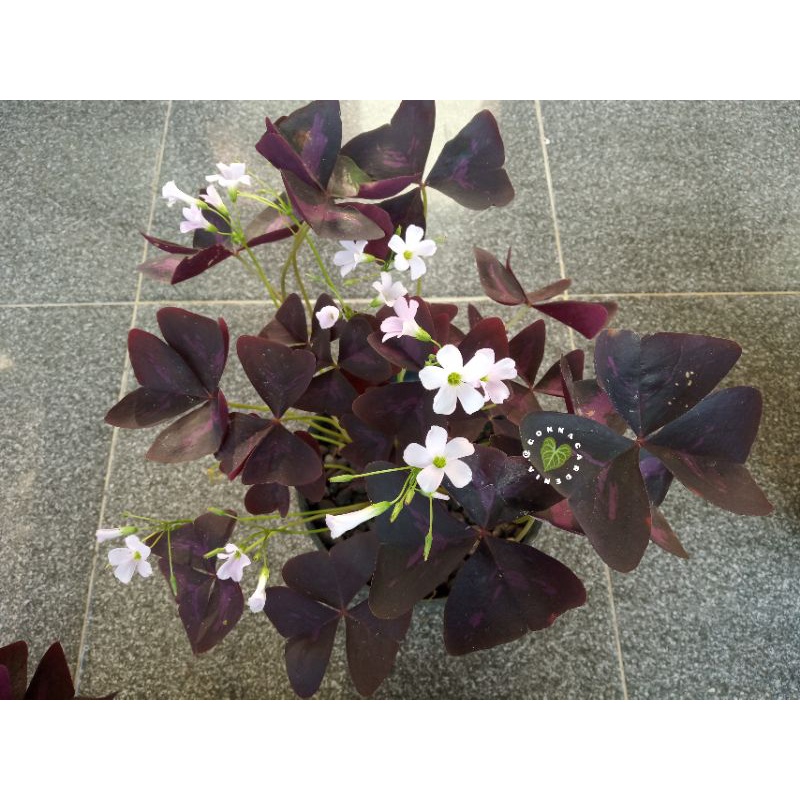 oxalis