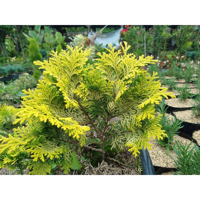 cemara inoki Cemara golden